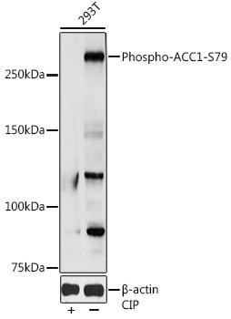Phospho-ACC1-S79 Rabbit Polyclonal Antibody (CABP0298)