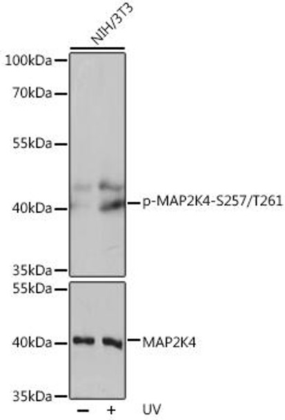 Phospho-MAP2K4-S257/T261 Rabbit Polyclonal Antibody (CABP0541)
