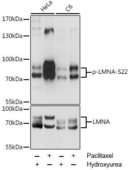 Phospho-Lamin A/C-S22 Rabbit Polyclonal Antibody (CABP0777)