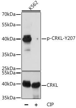 Phospho-CRKL-Y207 Rabbit Polyclonal Antibody (CABP0824)