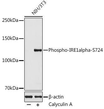 Phospho-IRE1-S724 Rabbit Polyclonal Antibody (CABP0878)