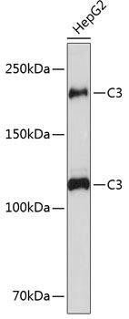 Complement C3 Rabbit Monoclonal Antibody (CAB11196)