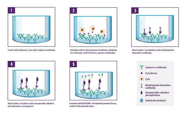 Human IL-17A ELISpot Pair (HUDC0167)