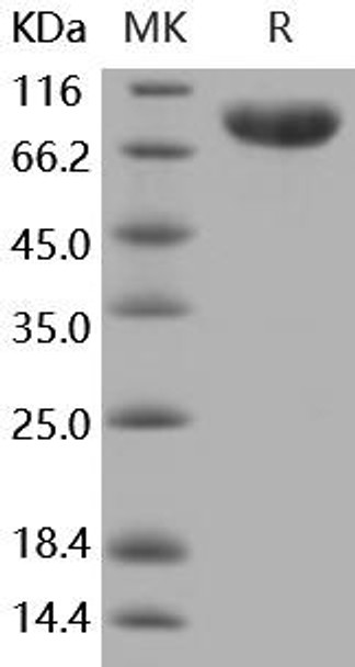 Mouse CD14 Recombinant Protein (RPES0114)