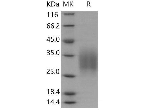 Mouse CD83/HB15 Recombinant Protein (aa 133, His Tag) (RPES0156)