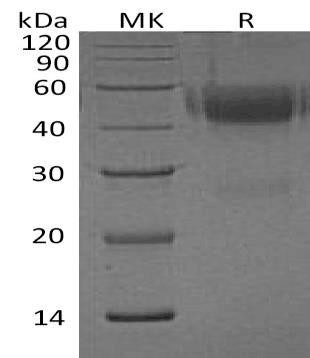 Human Neurexophilin/NXPH1 Recombinant Protein (RPES0221)