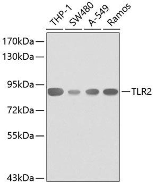 Anti-TLR2 Antibody (CAB0367)