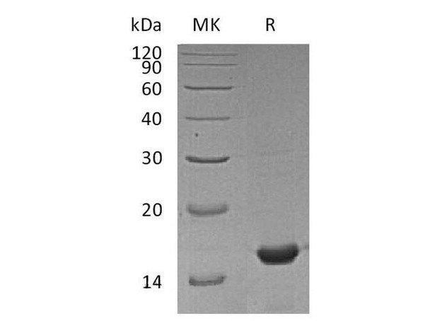 Mouse Cyclophilin A Recombinant Protein (RPES0284)