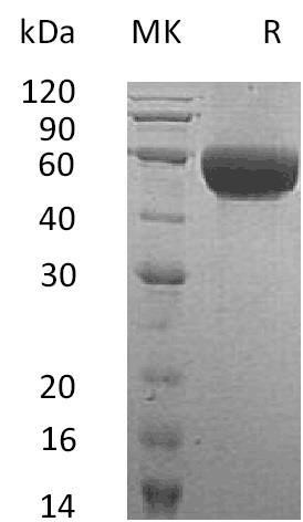 Human Neurotrimin/NTM Recombinant Protein (RPES0358)