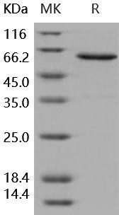 Human JAM-A/F11R Recombinant Protein (Fc Tag) (Active) (RPES0523)