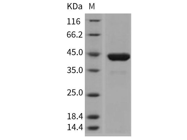 Mouse PGK1/PGKA Recombinant Protein (RPES0589)