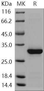 Human Caspase4/CASP14 Recombinant Protein (His Tag) (Active) (RPES0642)