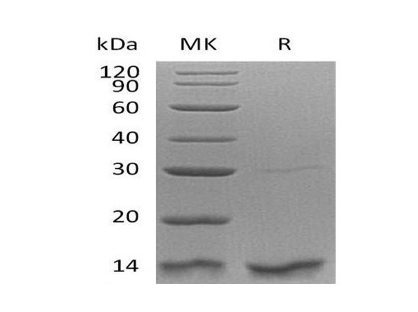 Human Thioredoxin-2/TXN2 Recombinant Protein (RPES0719)