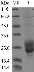 Human M-CSF/CSF1 Recombinant Protein (Active) (RPES0785)