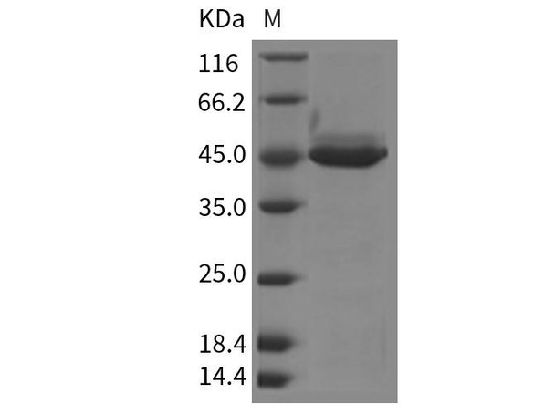 Mouse YM1/ECF-L/Chil3 Recombinant Protein (His Tag) (RPES0790)
