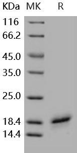 Human CD40L/TNFSF5 Recombinant Protein (RPES0859)