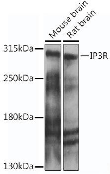 Anti-IP3R Antibody (CAB14008)