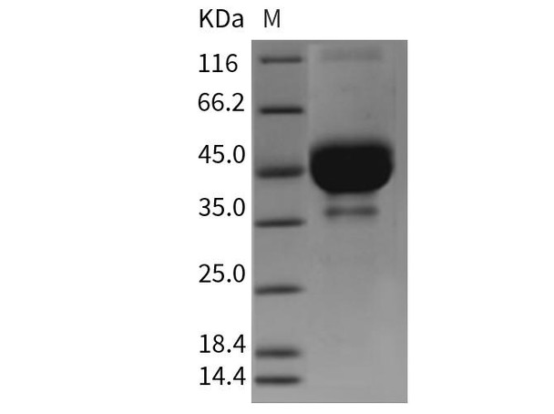 Mouse TETHERIN/BST2 Recombinant Protein (Fc Tag) (RPES0992)