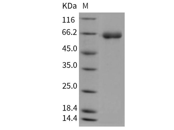 Mouse DPP7/DPPII/DPP2 Recombinant Protein (RPES1042)