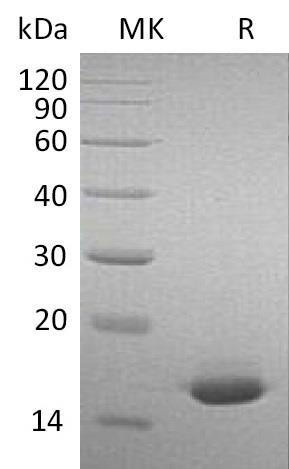 Mouse Interferon A-2/IFNA2 Recombinant Protein (RPES1372)