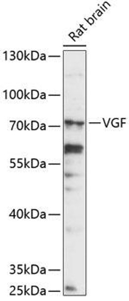 Anti-VGF Antibody (CAB14795)