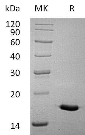 Human Interleukin7A/IL7A Recombinant Protein (Active) (RPES2000)