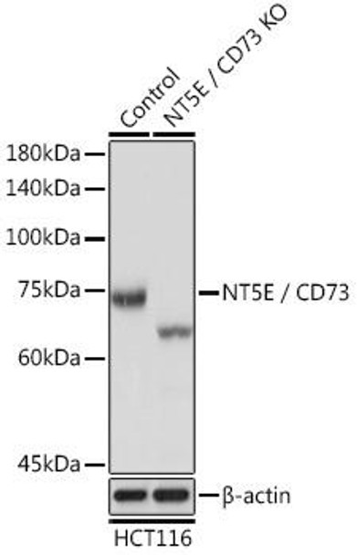 Anti-NT5E / CD73 Antibody (CAB2029)[KO Validated]