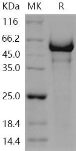 Human Semaphorin 5A/SEMA5A Recombinant Protein (aa 1-968, His Tag) (RPES2116)