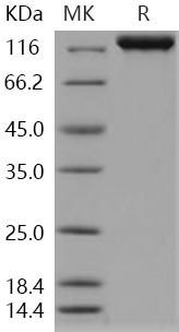 Human IGSF3/EWI-3 Recombinant Protein (RPES2201)