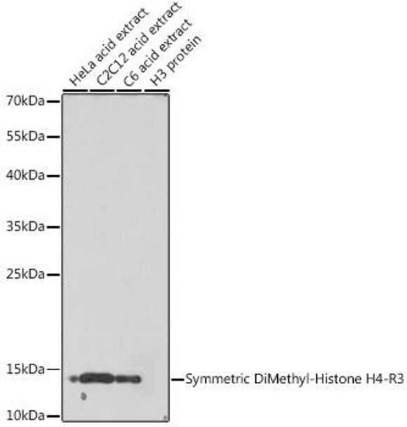 Anti-Symmetric DiMethyl-Histone H4-R3 Antibody (CAB3159)