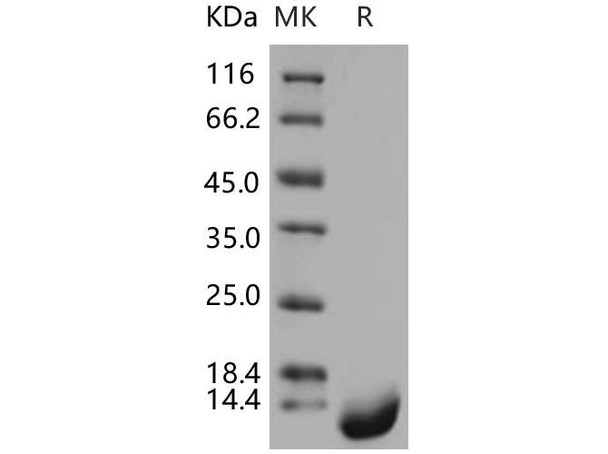 Human Thioredoxin-2/TXN2 Recombinant Protein (RPES2513)