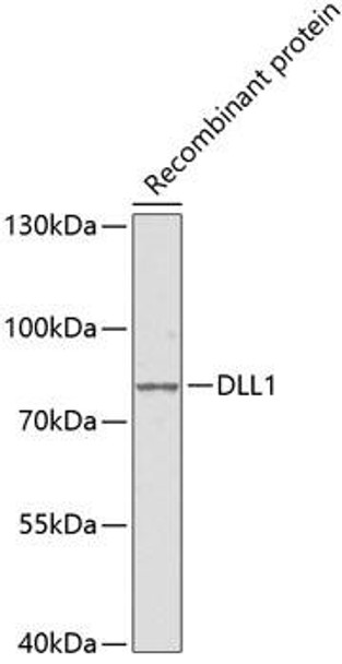 Anti-DLL1 Antibody (CAB5509)