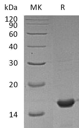 Mouse Cyclophilin A Recombinant Protein (RPES3060)