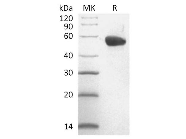 Cynomolgus CD40L Receptor Recombinant Protein (RPES3174)