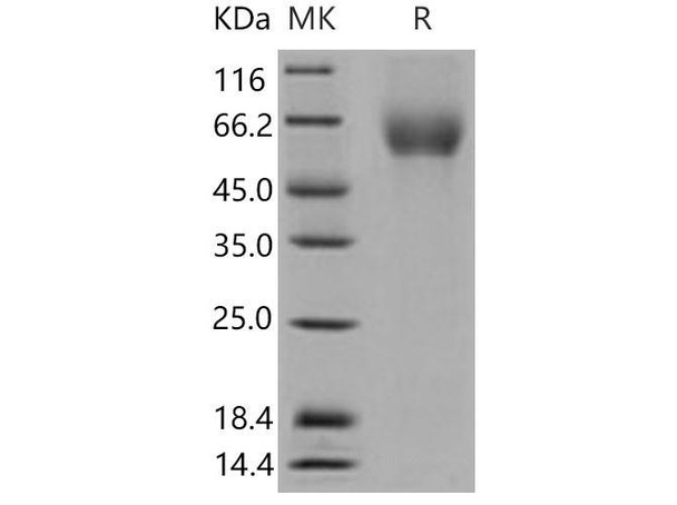 Mouse CD155/PVR Recombinant Protein (aa 1-345, His Tag) (Active) (RPES3267)