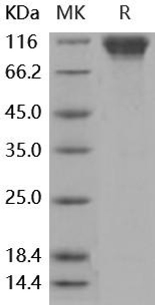 Mouse L-Selectin/SELL Recombinant Protein (RPES3958)