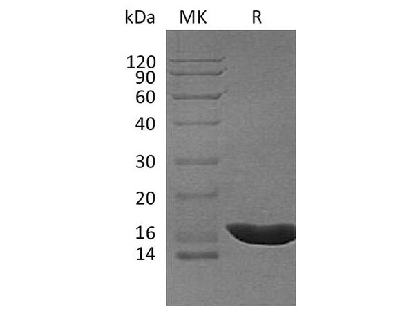 Cavia porcellus IL beta/ILF2 Recombinant Protein (RPES4195)