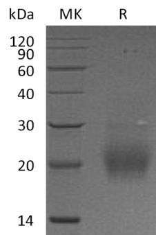 FSHB Recombinant Protein (RPES4303)