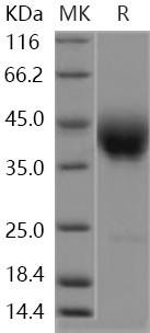Human SLAMF6/Ly108 Recombinant Protein (RPES4544)
