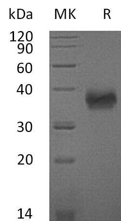 Mouse SLAMF5/CD84 Recombinant Protein (His Tag) (Active) (RPES4711)