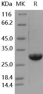 Human Galectin-3/LGALS3 Recombinant Protein, Low Endotoxin (Active) (RPES4754)