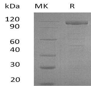 Human GFRRA2 Recombinant Protein (RPES4824)