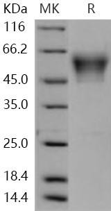 Human NRXN3 Recombinant Protein (His Tag) (Active) (RPES4957)