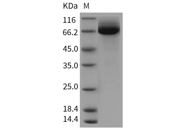 Rat CD36/SCARB3 Recombinant Protein (His Tag) (RPES5041)
