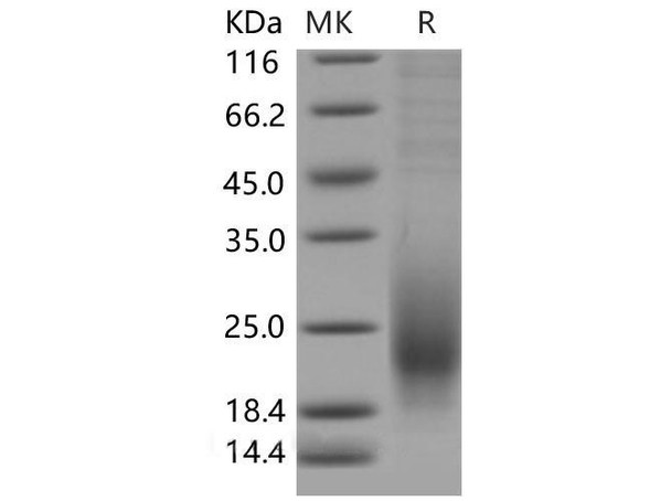 Mouse CD53 Recombinant Protein (aa 10781, His Tag) (RPES5100)