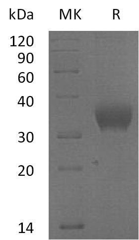 Human SLAMF8 Recombinant Protein (RPES5107)