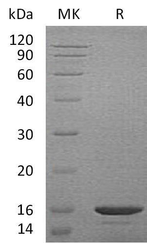 Mouse CCL21/CCL21a Recombinant Protein (RPES5129)