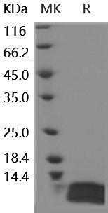 Human IL-8/CXCL8 Recombinant Protein (RPES5235)