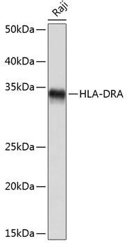 HLA-DRA Rabbit Monoclonal Antibody (CAB10863)