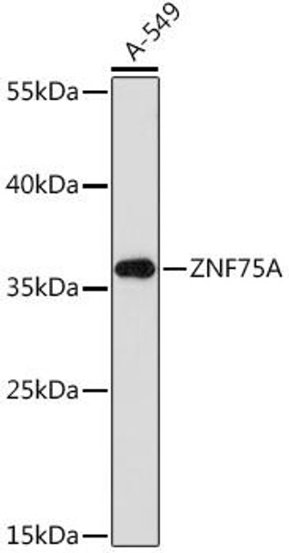 Anti-ZNF75A Antibody (CAB17010)